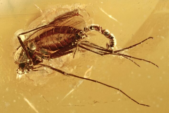 Detailed Fossil True Midge (Chironomidae) Laying Eggs in Baltic Amber #272245